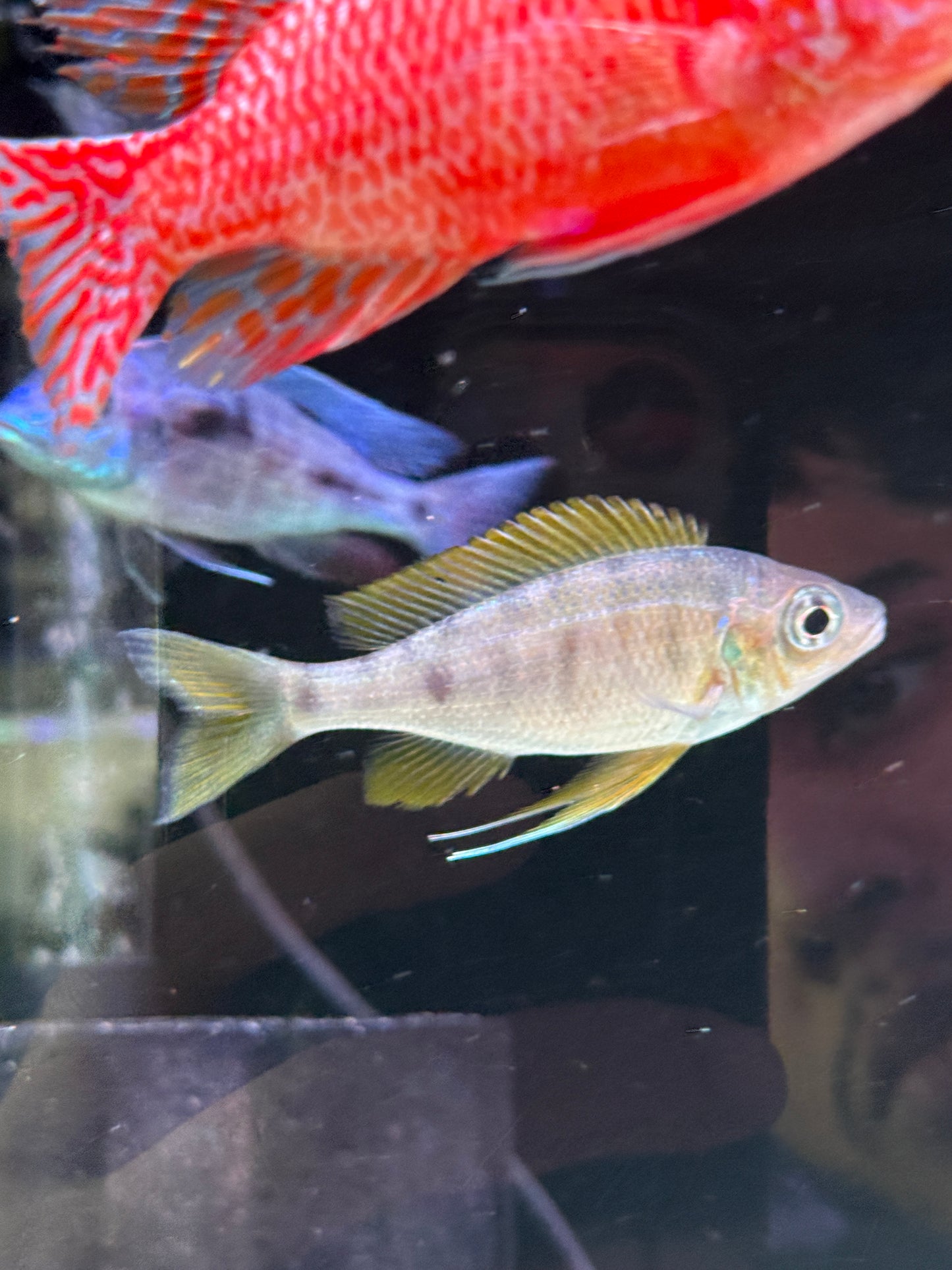 Golden Tip Cichlid Ophthalmotilapia nasuta
