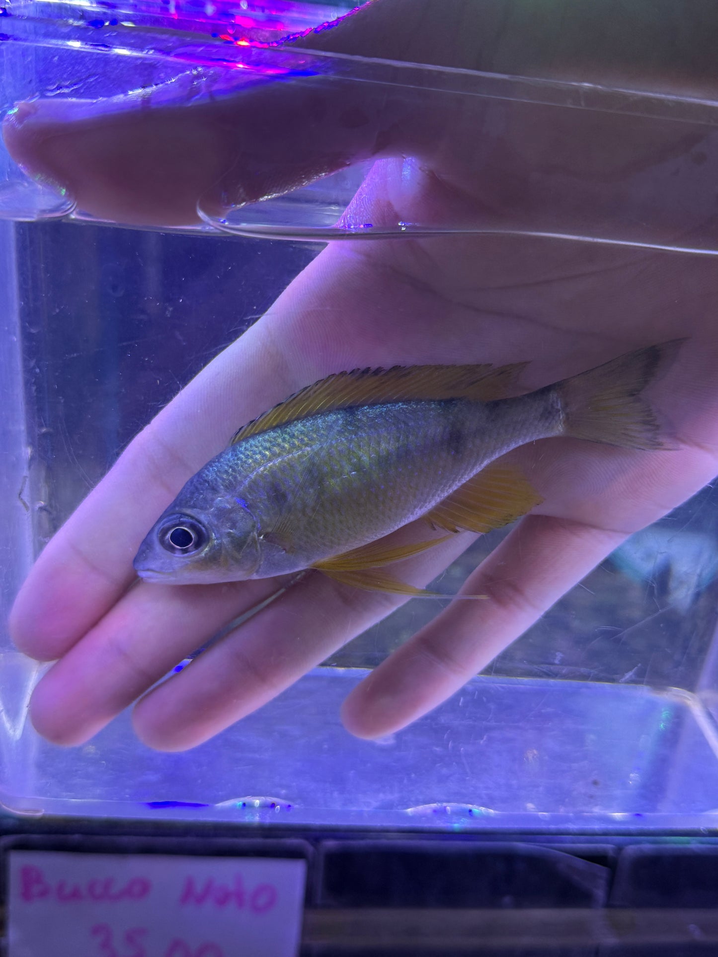 Golden Tip Cichlid Ophthalmotilapia nasuta