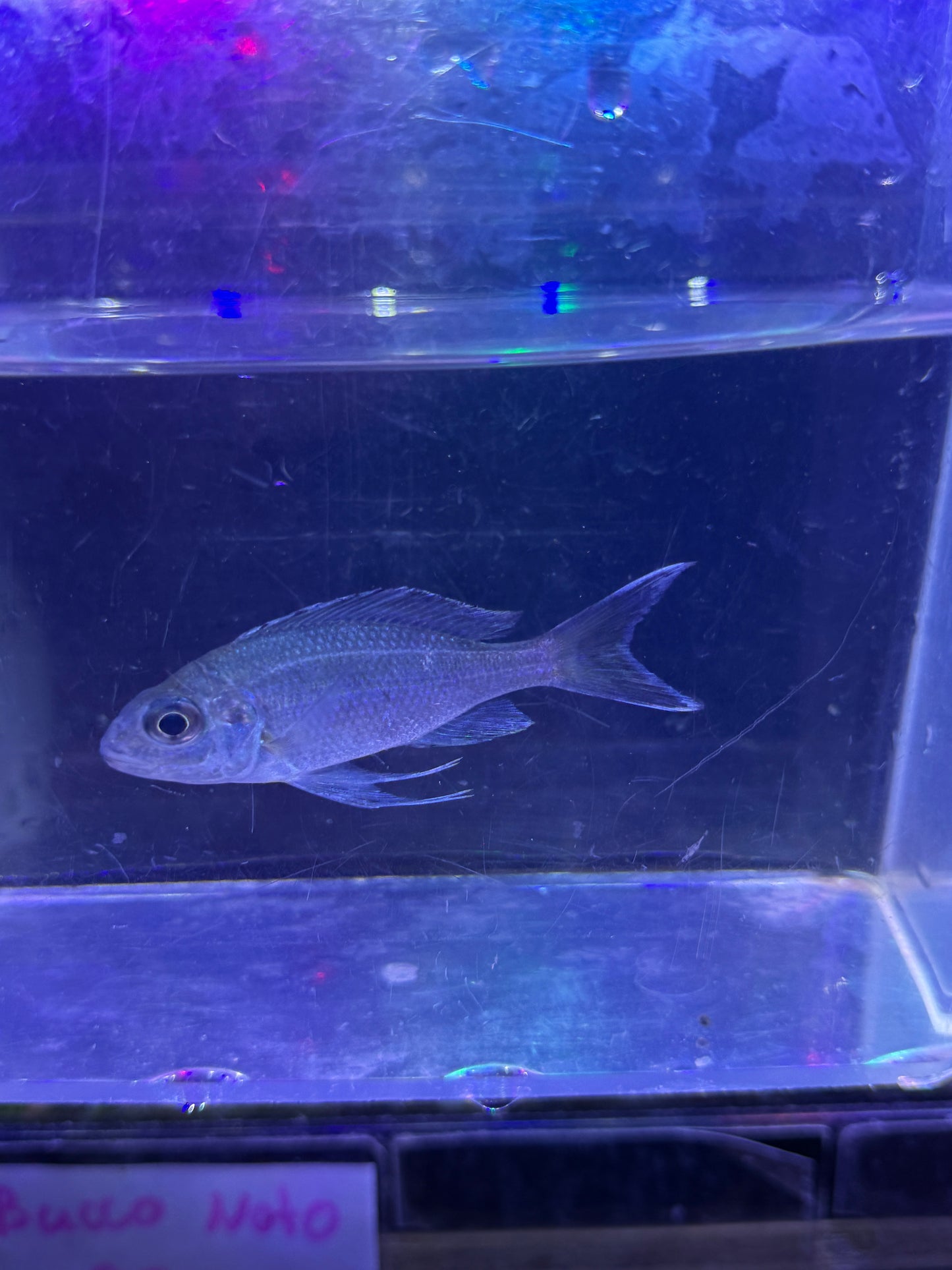Ophthalmotilapia ventralis Featherfin Cichlid
