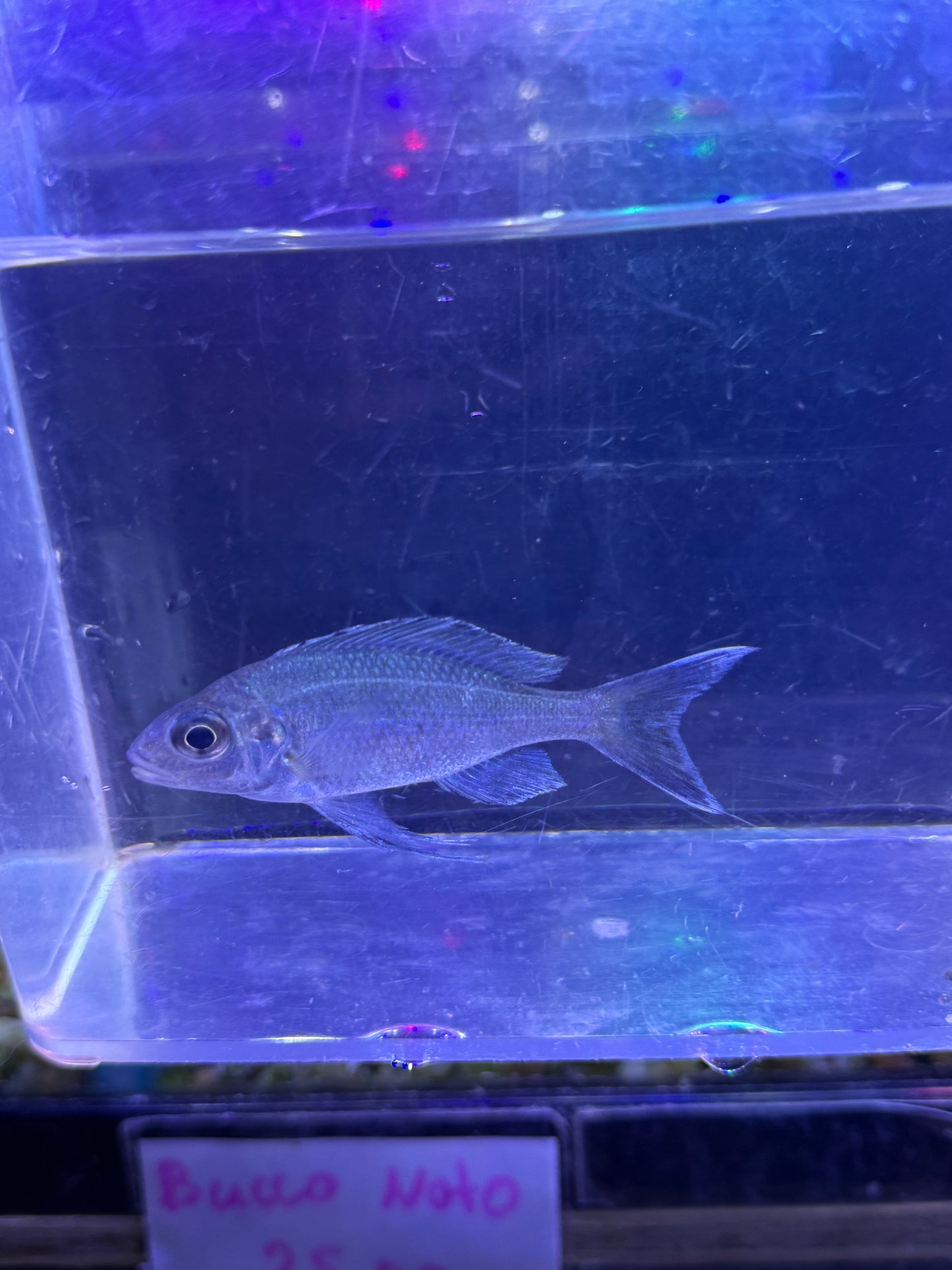 Ophthalmotilapia ventralis Featherfin Cichlid