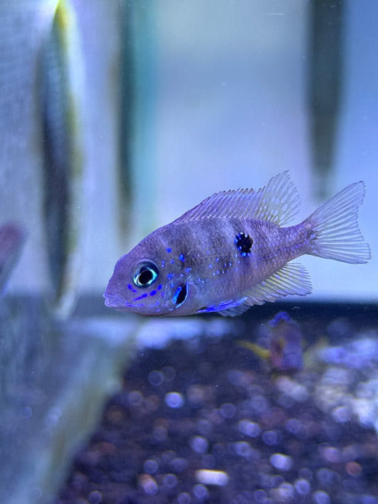 Thorichthys ellioti Ellioti Cichlid