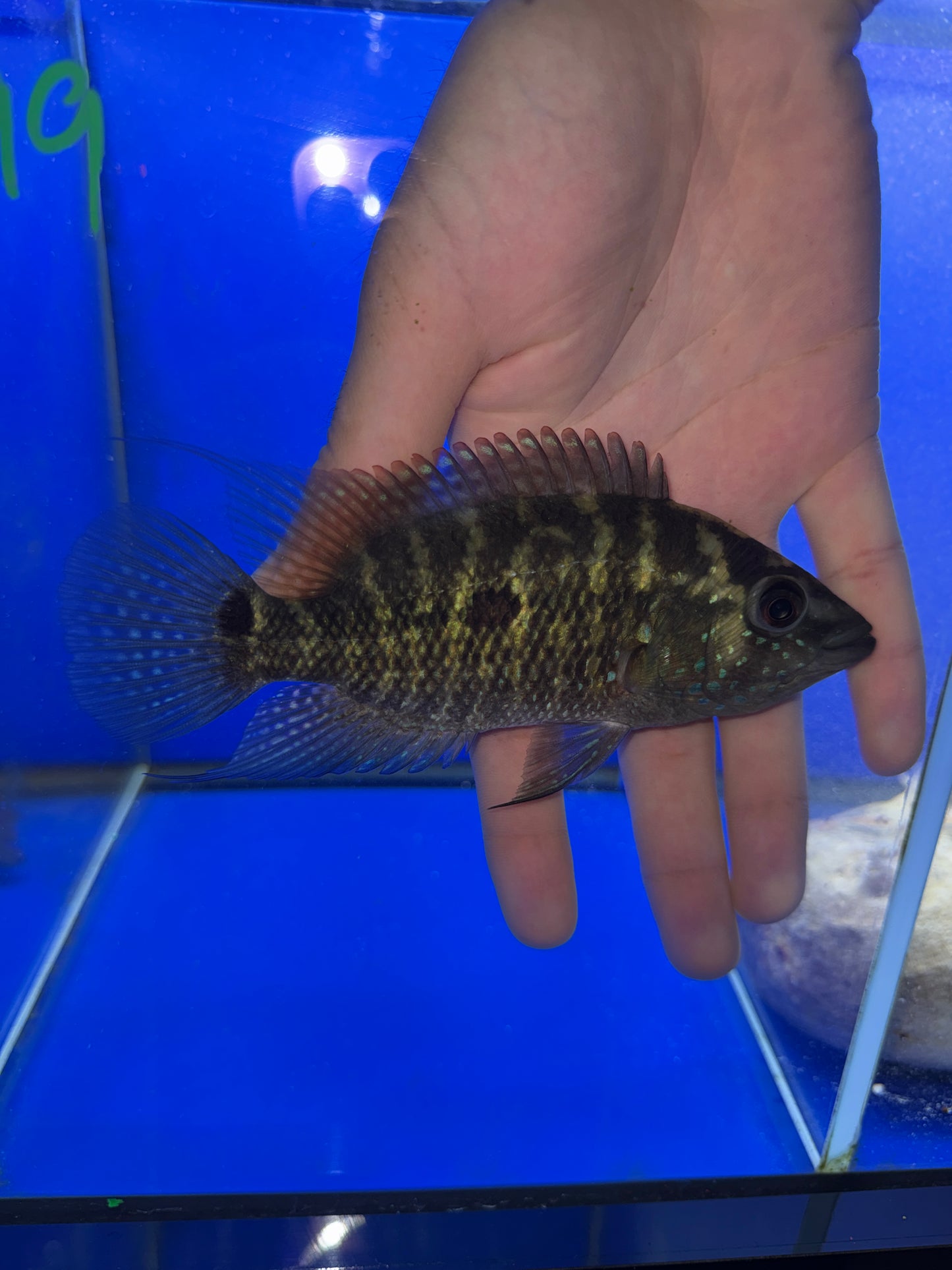 Umbee Cichlid