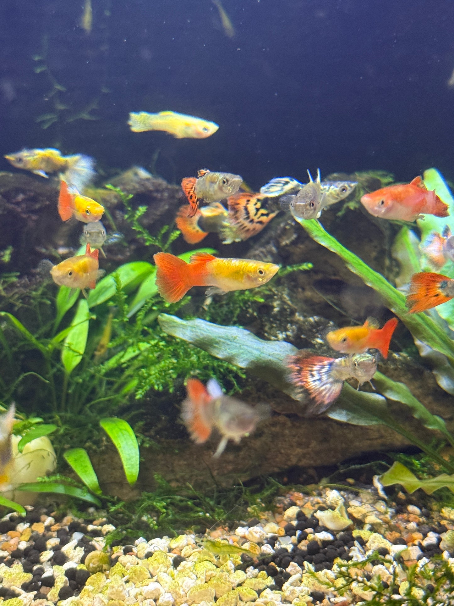 Show Guppy Assorted
