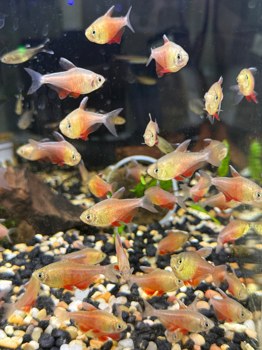 Orange Von Rio Tetra (Hyphessobrycon flammeus)
