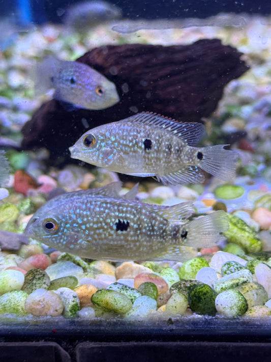 Texas cichlid (Herichthys cyanoguttatus)