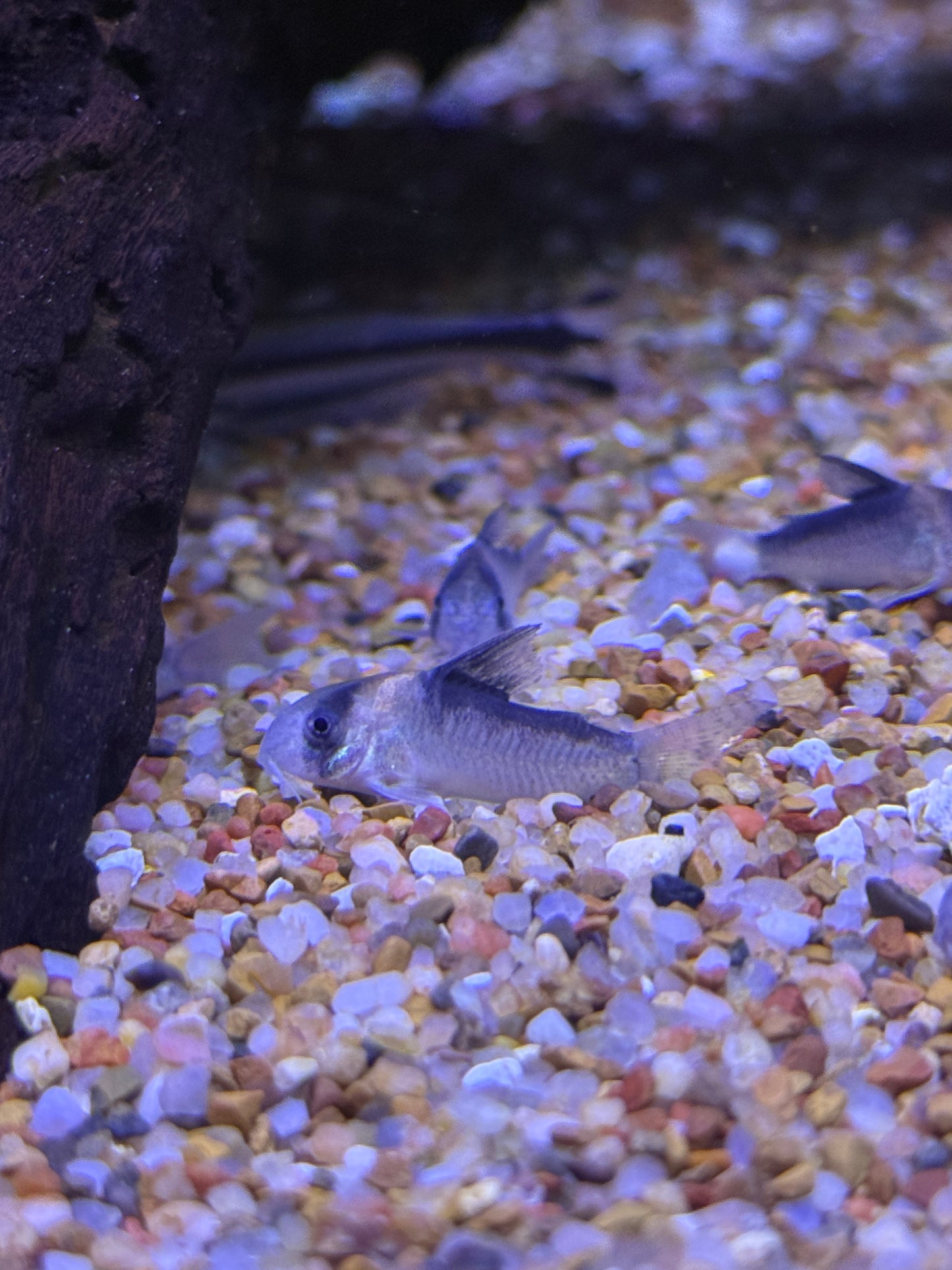 Adolfoi Cory Tank Raised (Hoplisoma adolfoi)