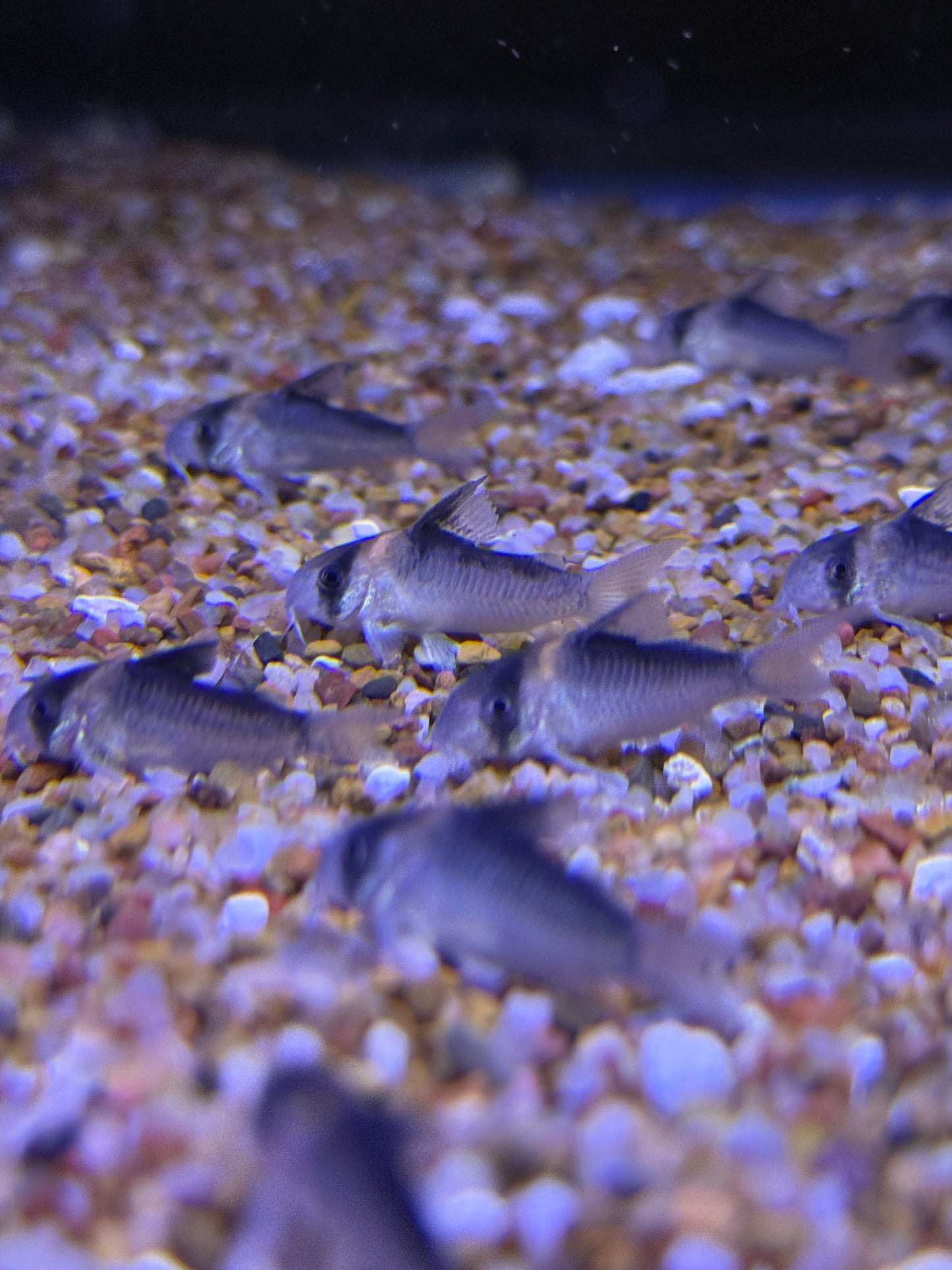 Adolfoi Cory Tank Raised (Hoplisoma adolfoi)