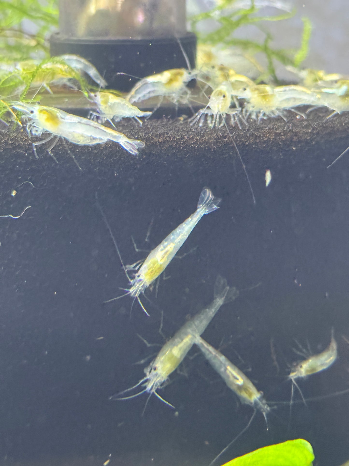 Snowball Shrimp (Neocaridina davidi var. Snowball