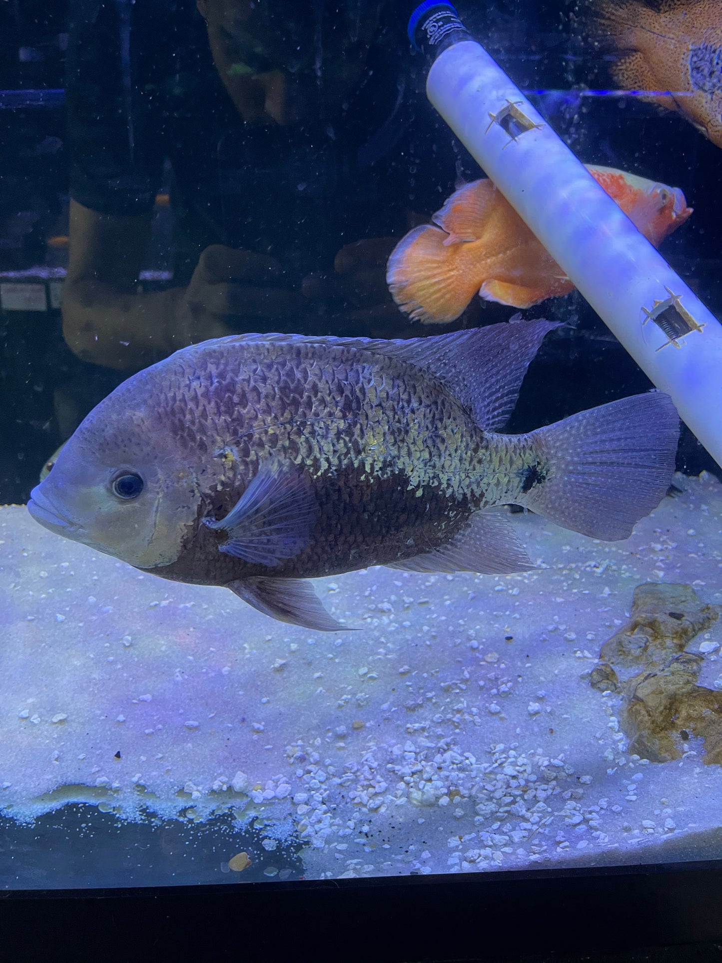 Cincelichthys pearsei – Pantano Cichlid