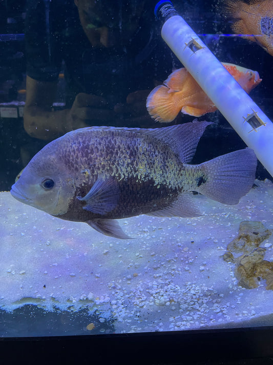 Cincelichthys pearsei – Pantano Cichlid