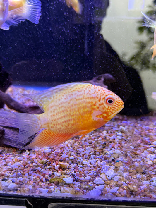Red Spotted Severum (Heros sp)
