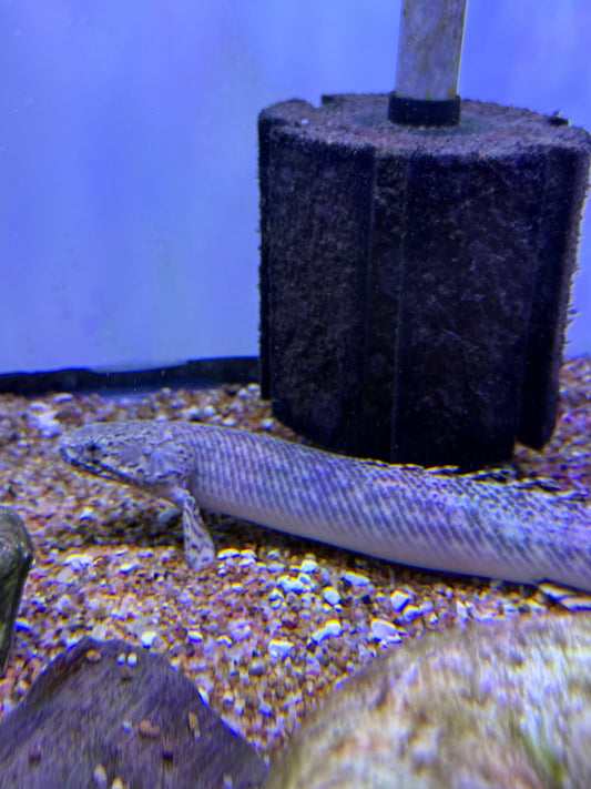 Scarred / Deformed Polypterus  Ornatipinnis Bichir Ornate