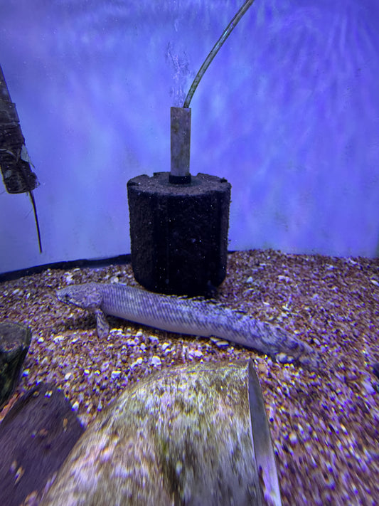 Scarred / Deformed Polypterus  Ornatipinnis Bichir Ornate