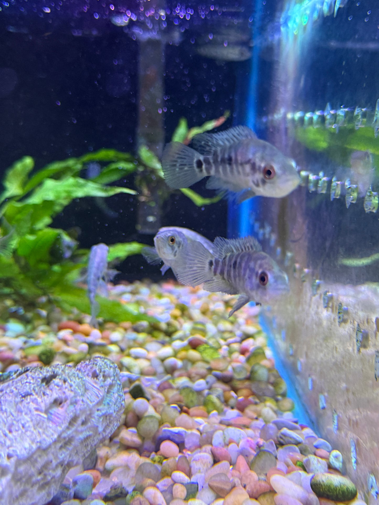 Jaguar Cichlid (Parachromis managuensis)