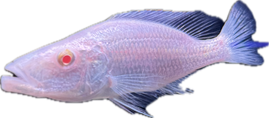 Albino Haplochromis Compressiceps Malawi Eye Biter