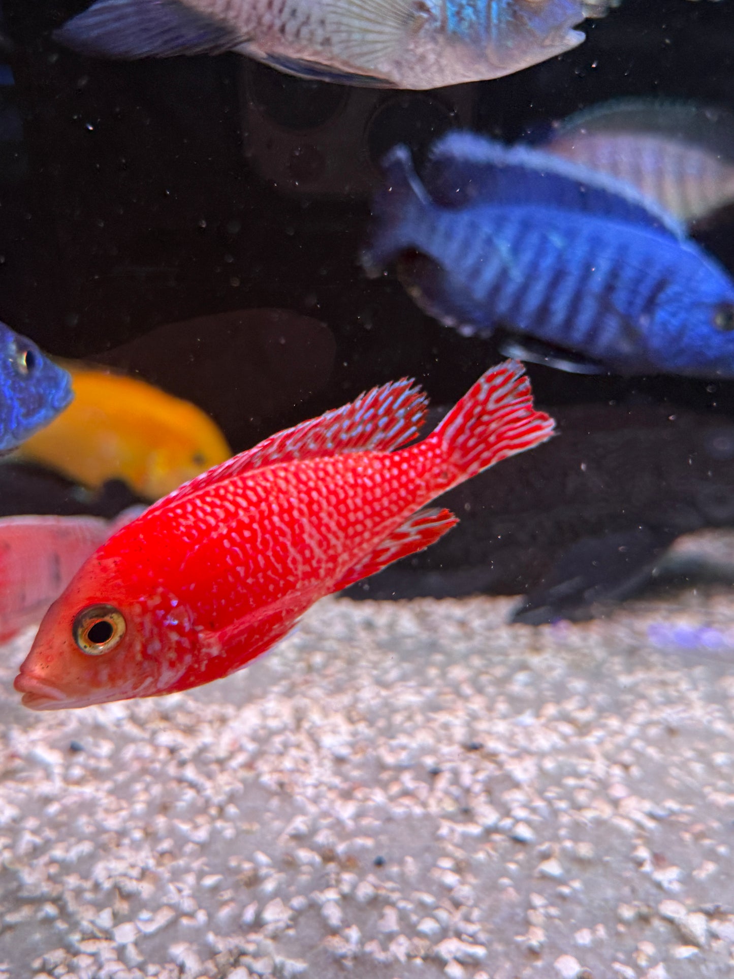 Super red dragon blood peacock cichlid
