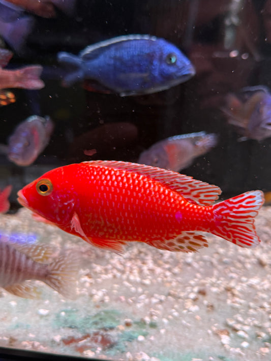 Super red dragon blood peacock cichlid
