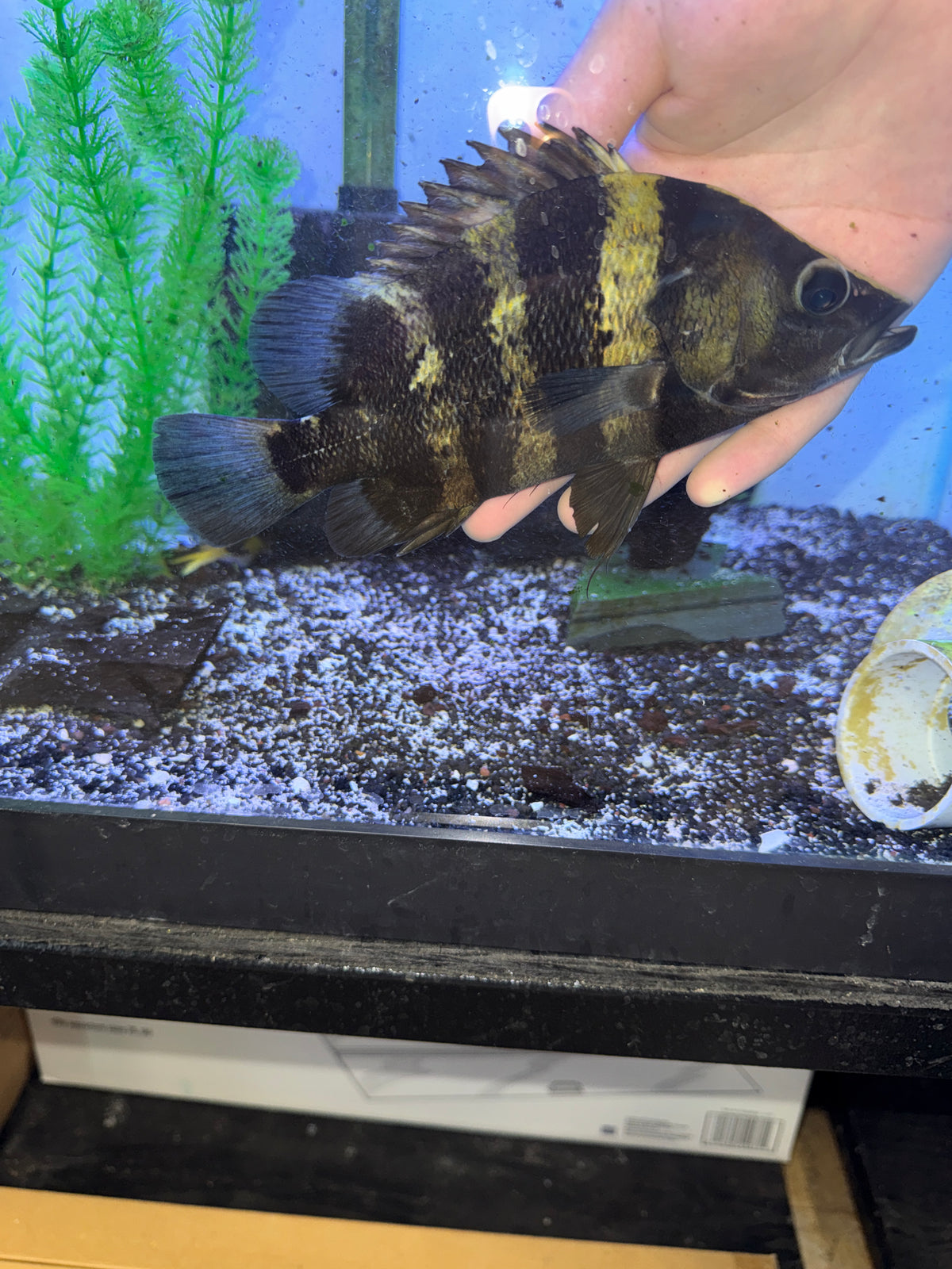New Guinea Datnoid / NGT (Datnioides campbelli)