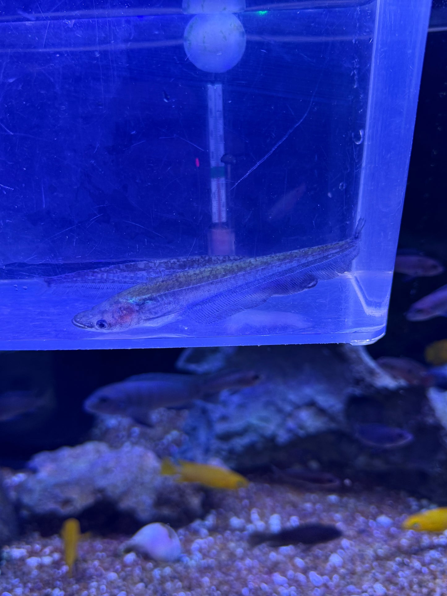 Asian Sheet Catfish APOGON CATFISH (PHALACRONOTUS APOGON)