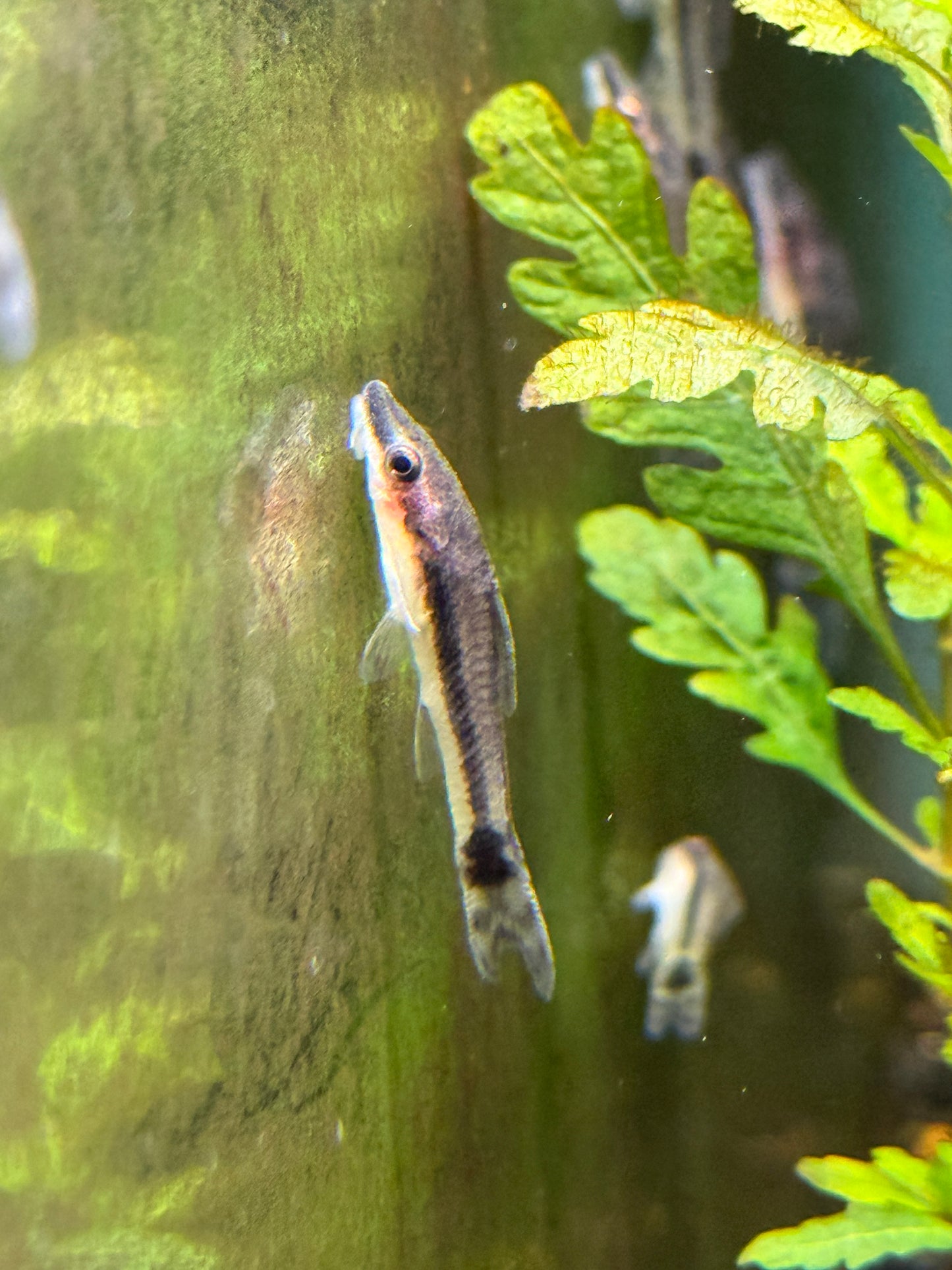 Otocinclus Catfish