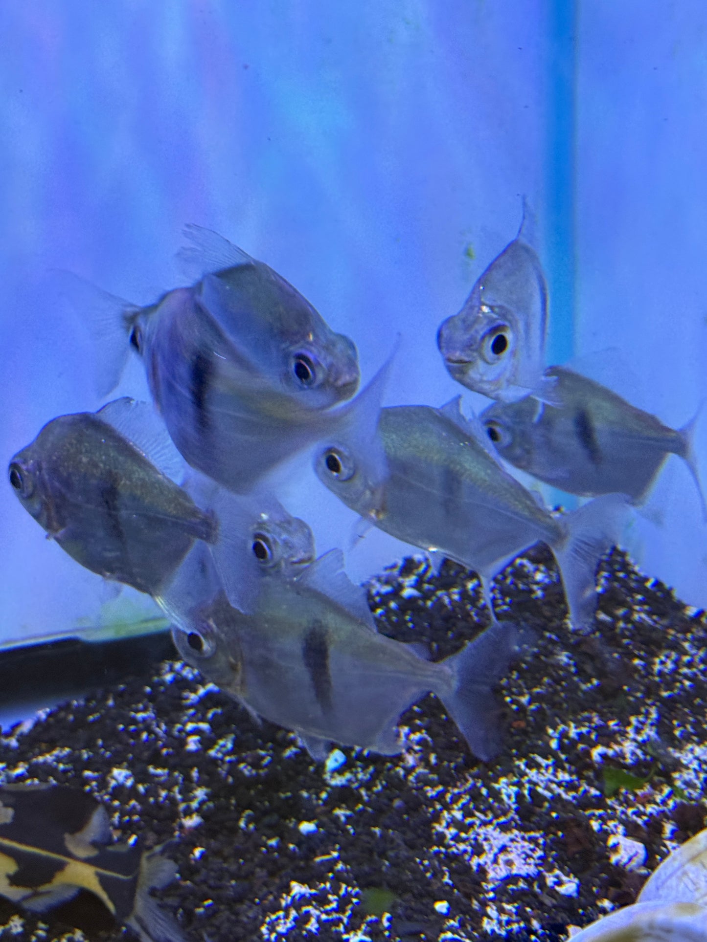 Black Bar Silver Dollar (Myleus Schomburgkii)