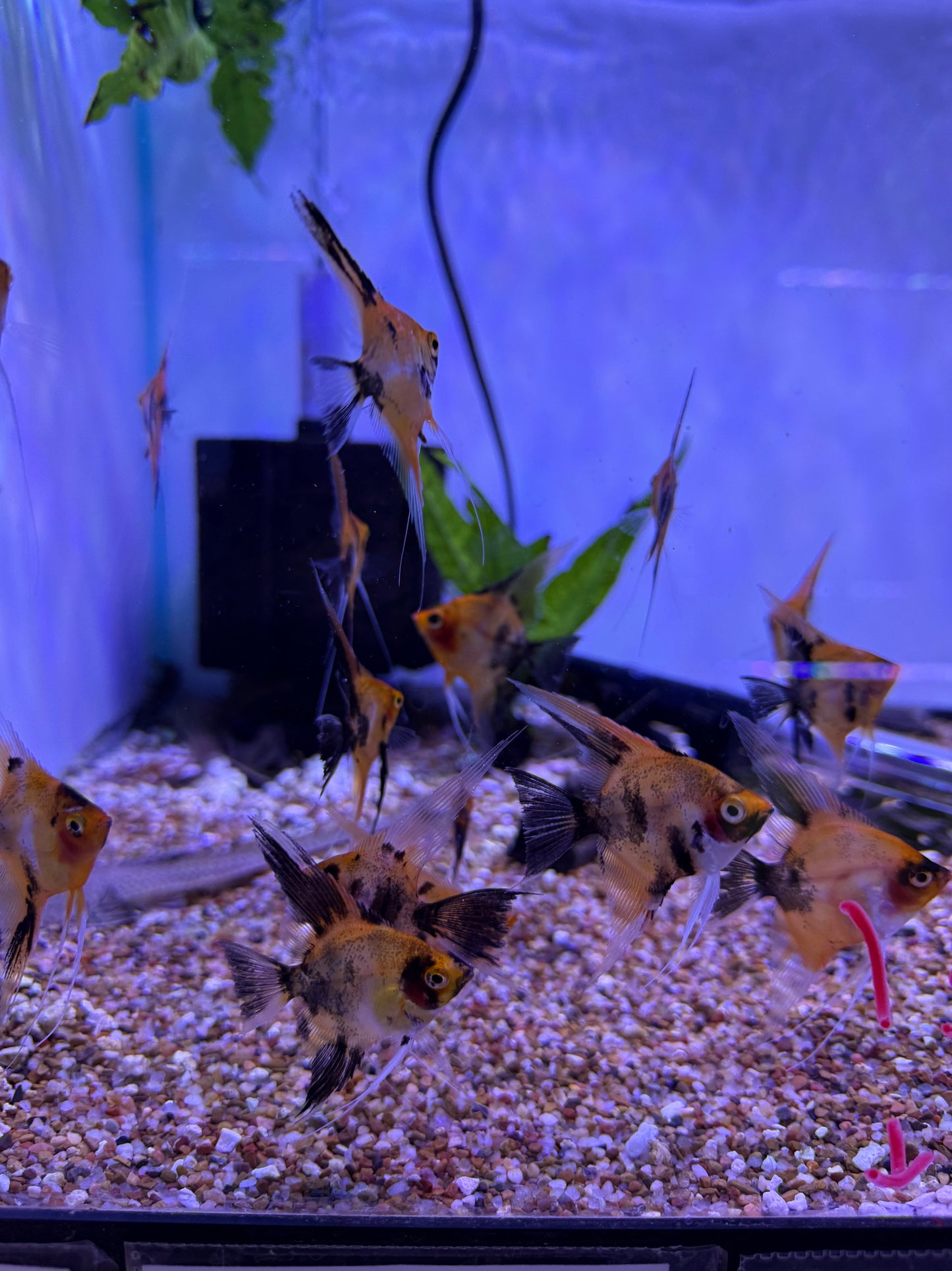 Red Devil Koi Angelfish Pterophyllum scalare