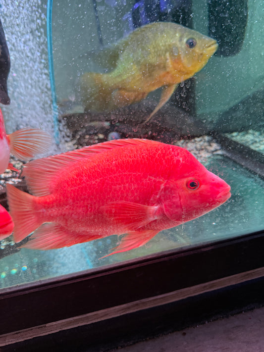 #2 Red Devil  Cichlid /Midas