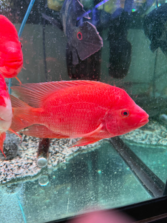 #2 Red Devil  Cichlid /Midas