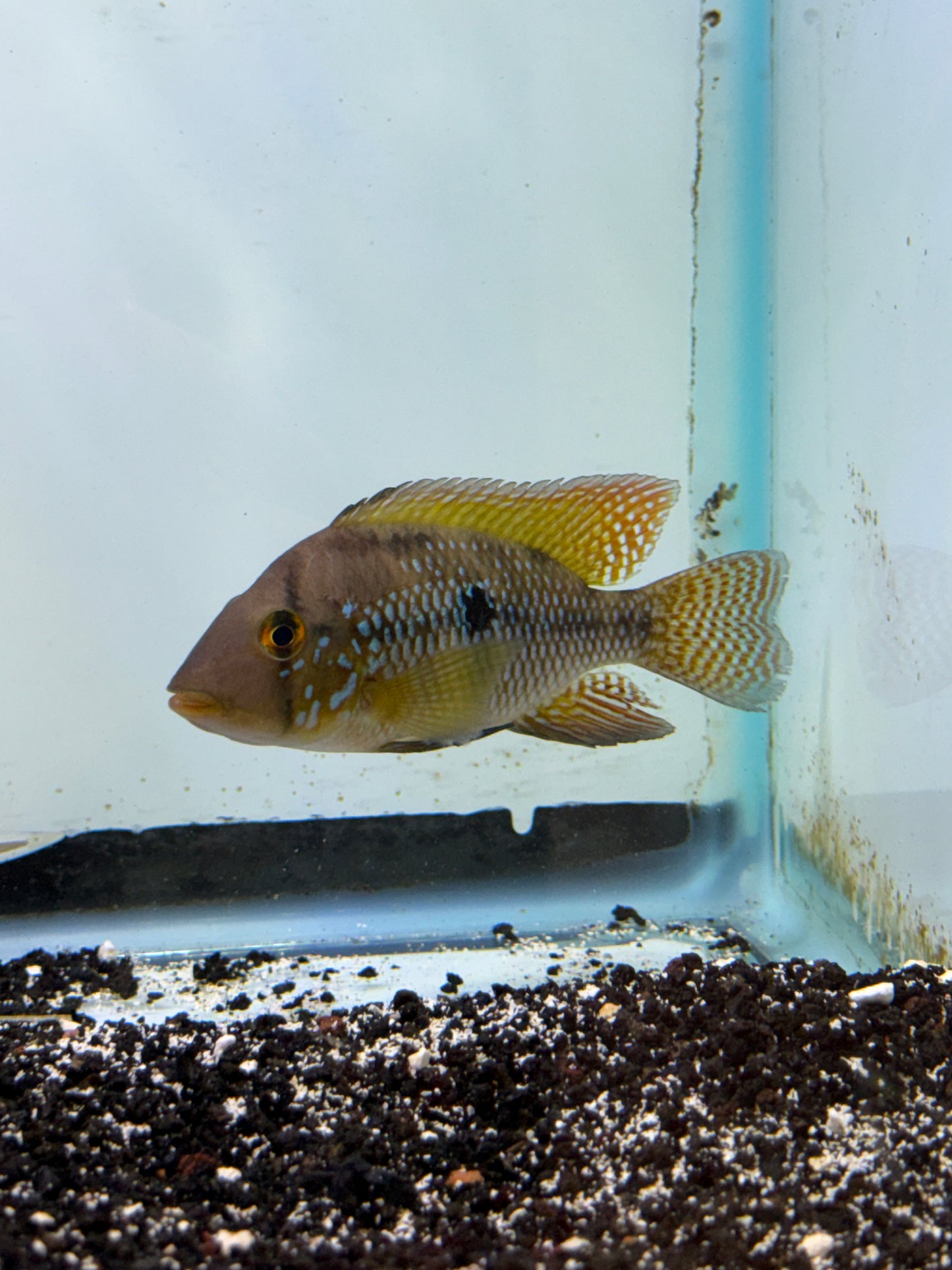 Geophagus brasiliensis