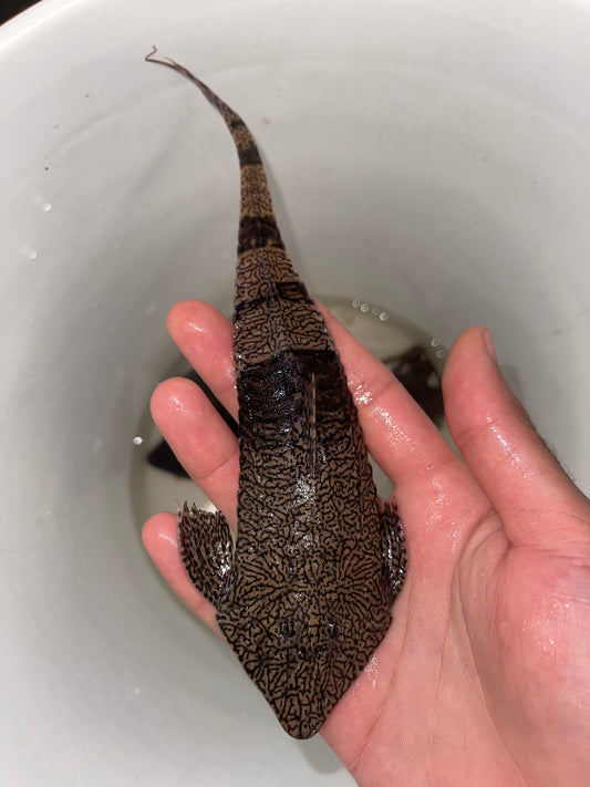 Chameleon Whiptail Pleco (Pseudohemiodon Apithanos)