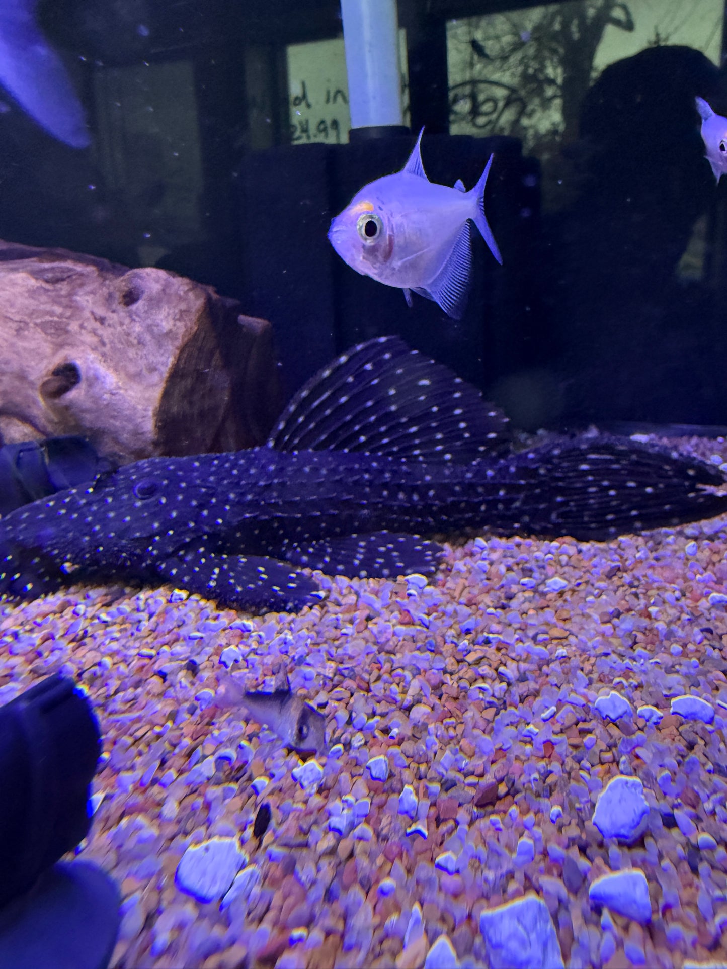 L097 Polka Dot Cactus Pleco (Pseudacanthicus sp. L097)
