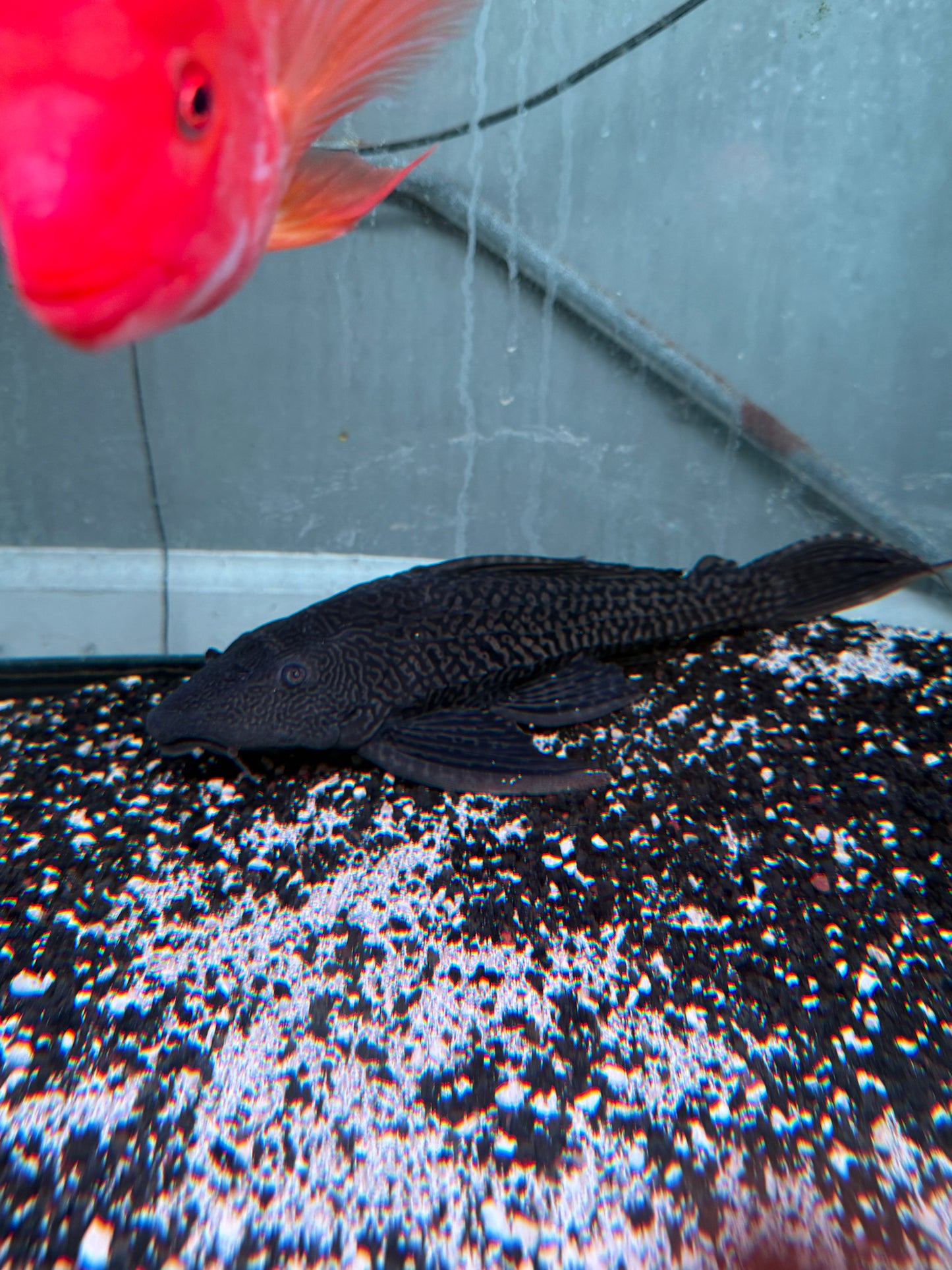 XL Hypostomus plecostomus