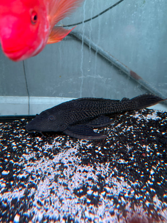 XL Hypostomus plecostomus