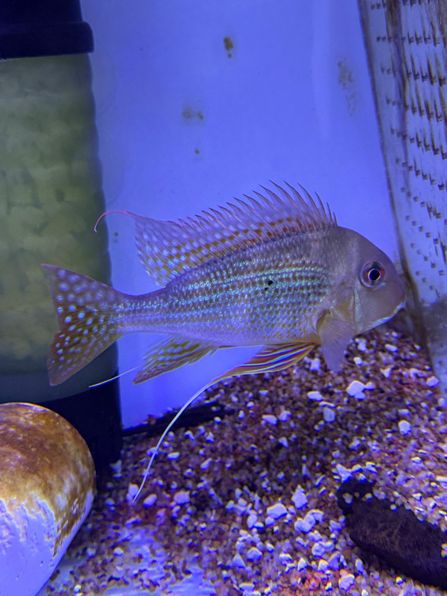 Geophagus altifrons