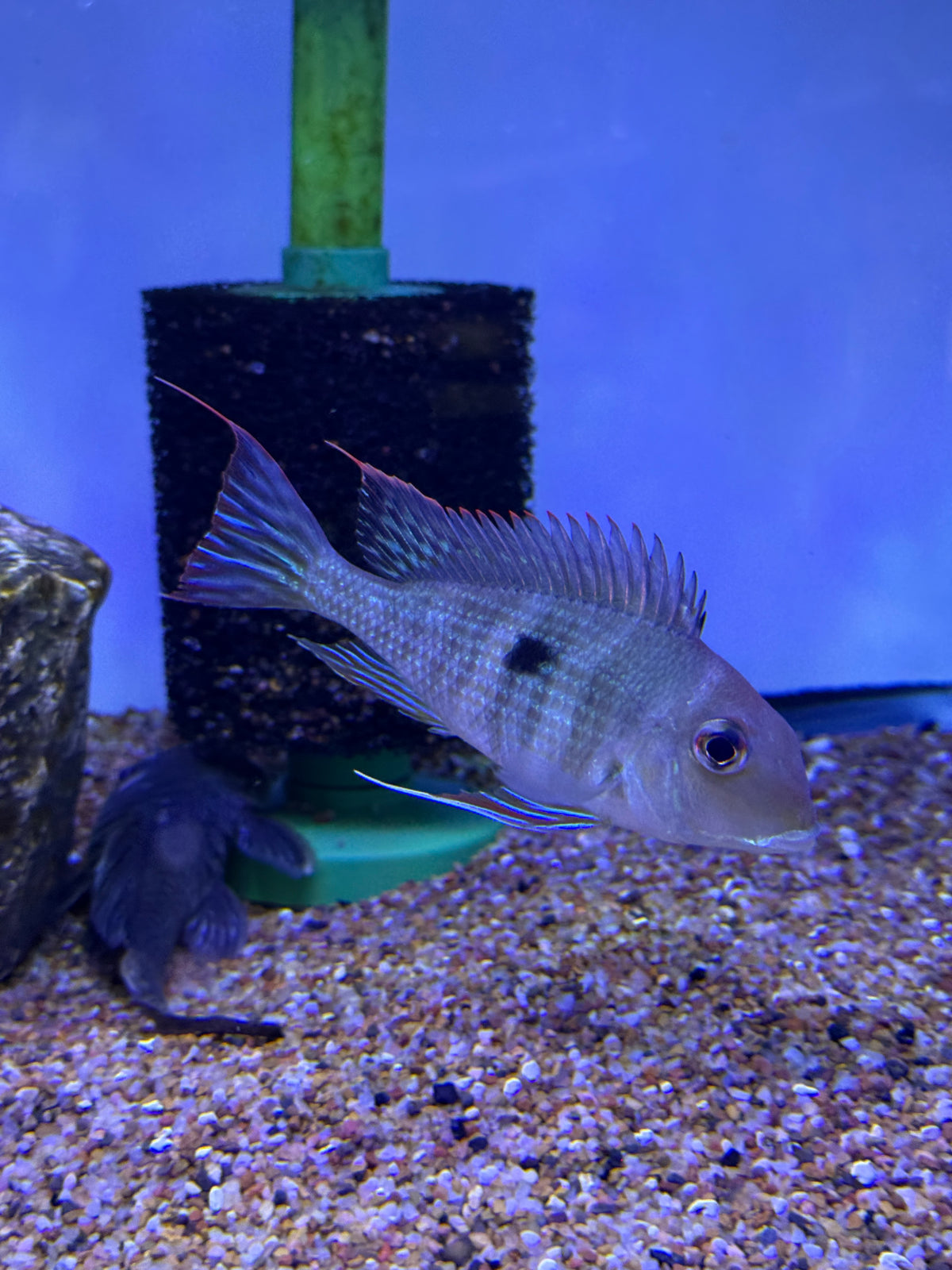Geophagus sp ‘Tapajós red head’