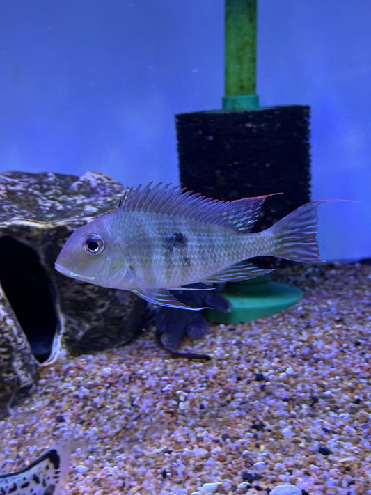 Killer Deal !!! Geophagus sp ‘Tapajós red head’