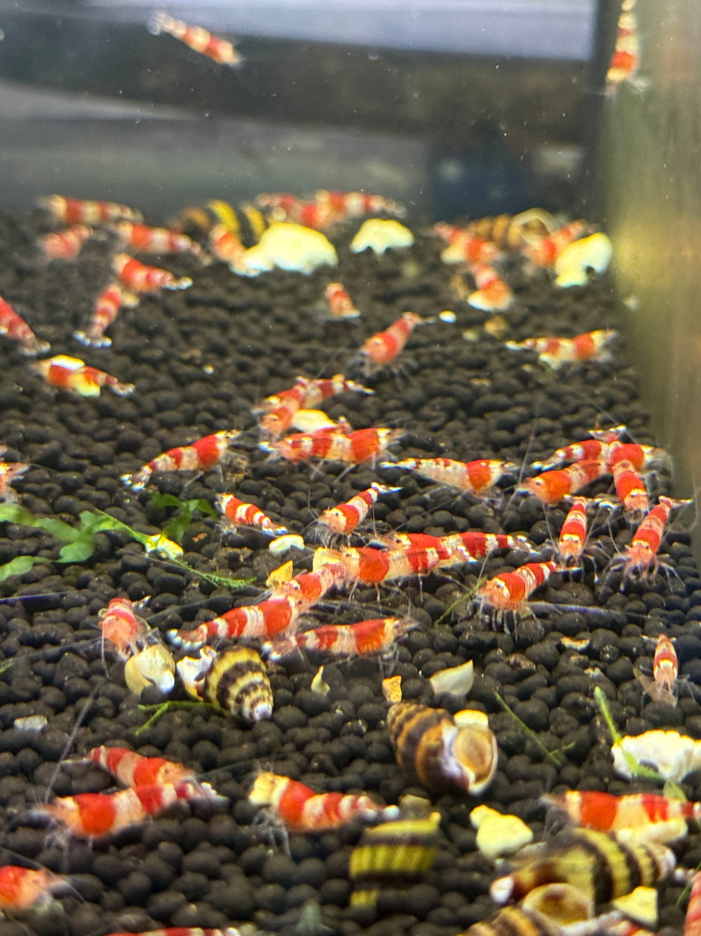 Red Bee Shrimp Caridina cantonensis
