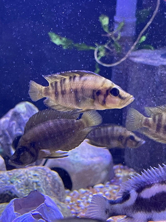 Altolamprologus compressiceps (Gold)