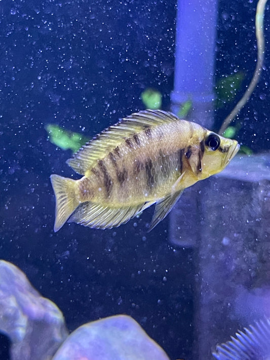 Altolamprologus compressiceps (Gold)