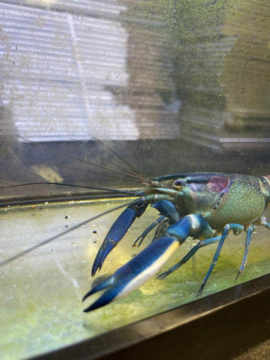 Warsamson Paupa Crayfish