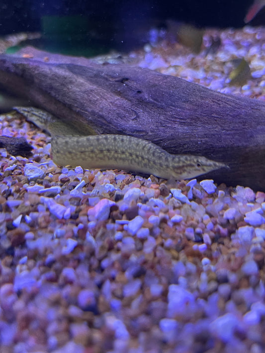 Yellow-fin Spiny Eel