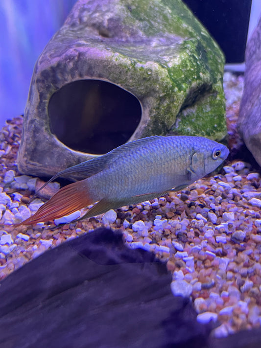 Blue Paradise Fish