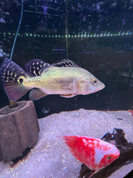 ￼Short body Kelberi Bass
