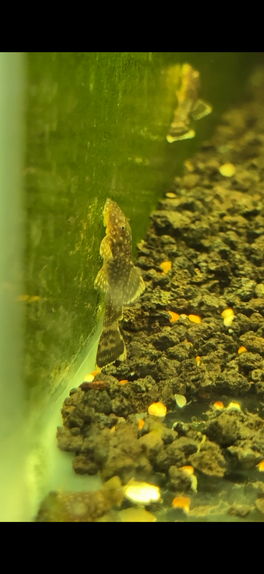Chocolate Bristle nose Bushy nose Pleco (Ancistrus sp.)