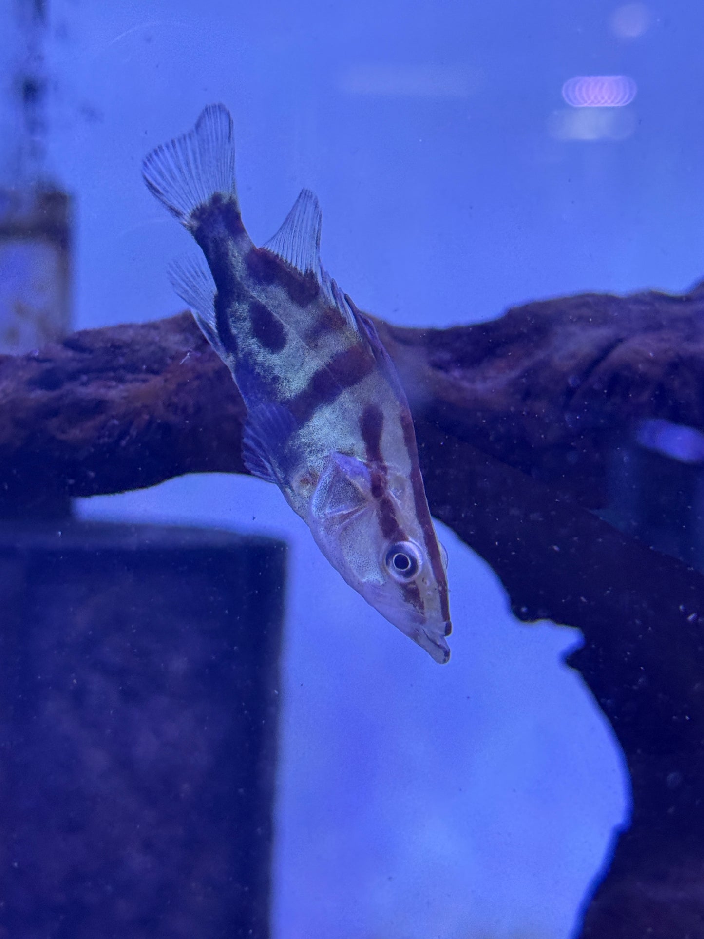 Chinese Perch (Siniperca Chuatsi)
