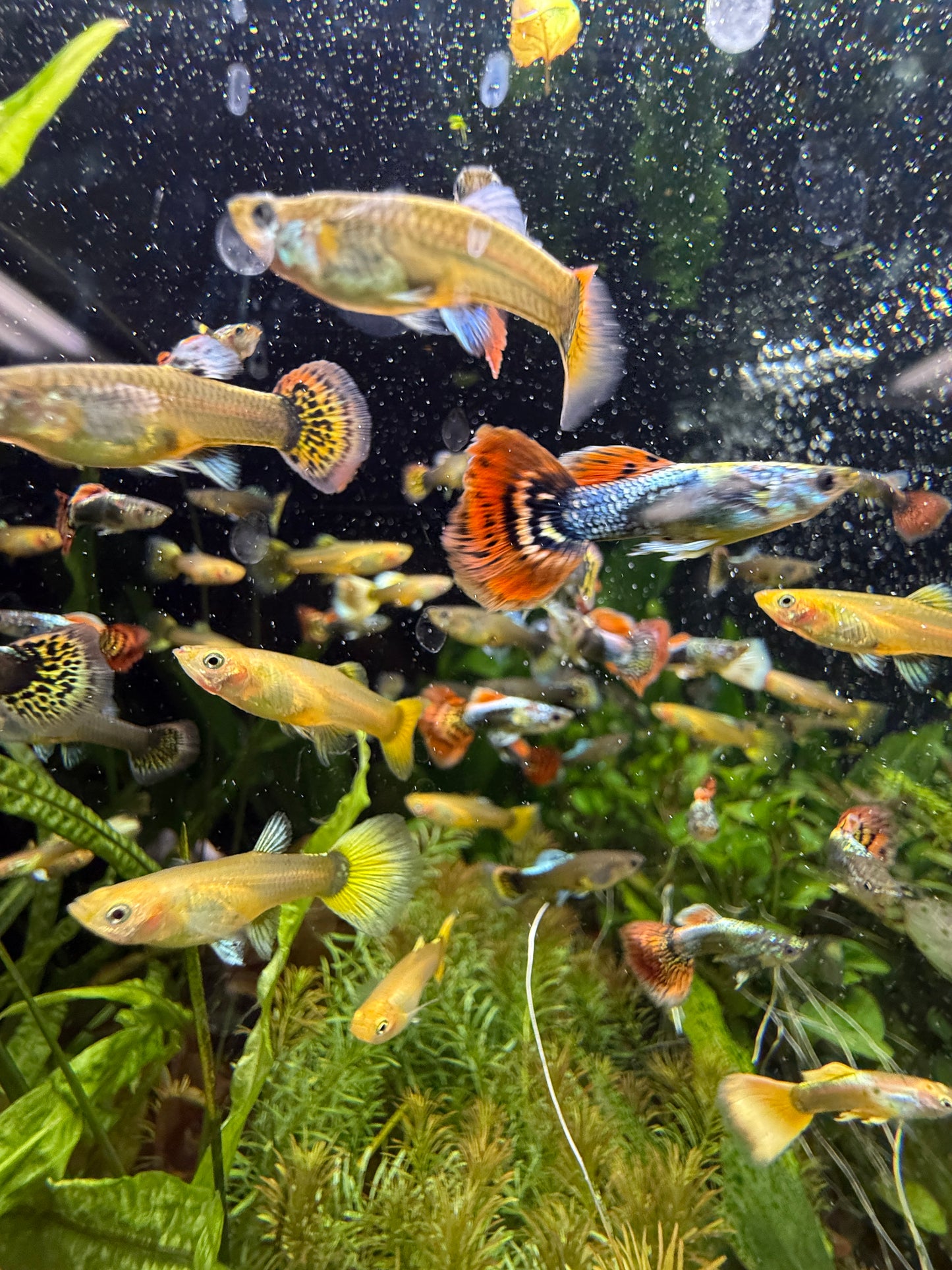 Show Guppy Assorted