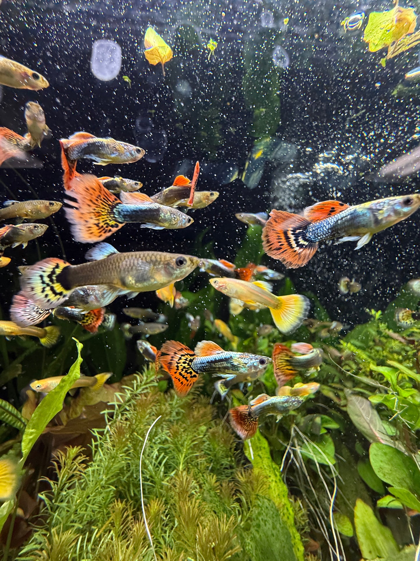 Show Guppy Assorted