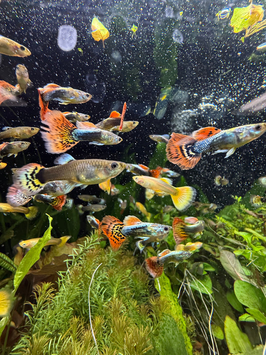 Show Guppy Assorted