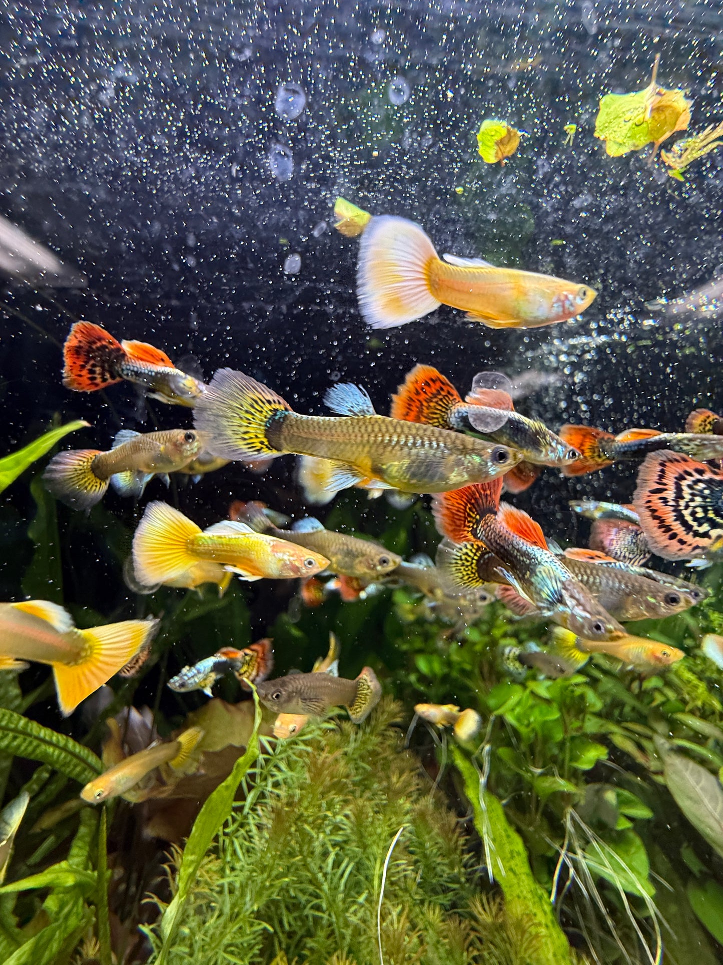 Show Guppy Assorted