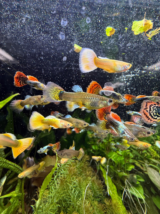 Show Guppy Assorted
